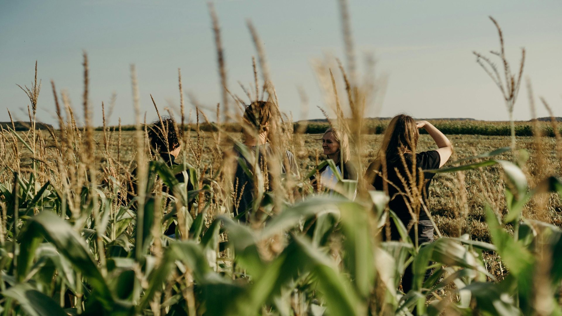 People exploring a sunlit cornfield capturing the essence of agriculture.