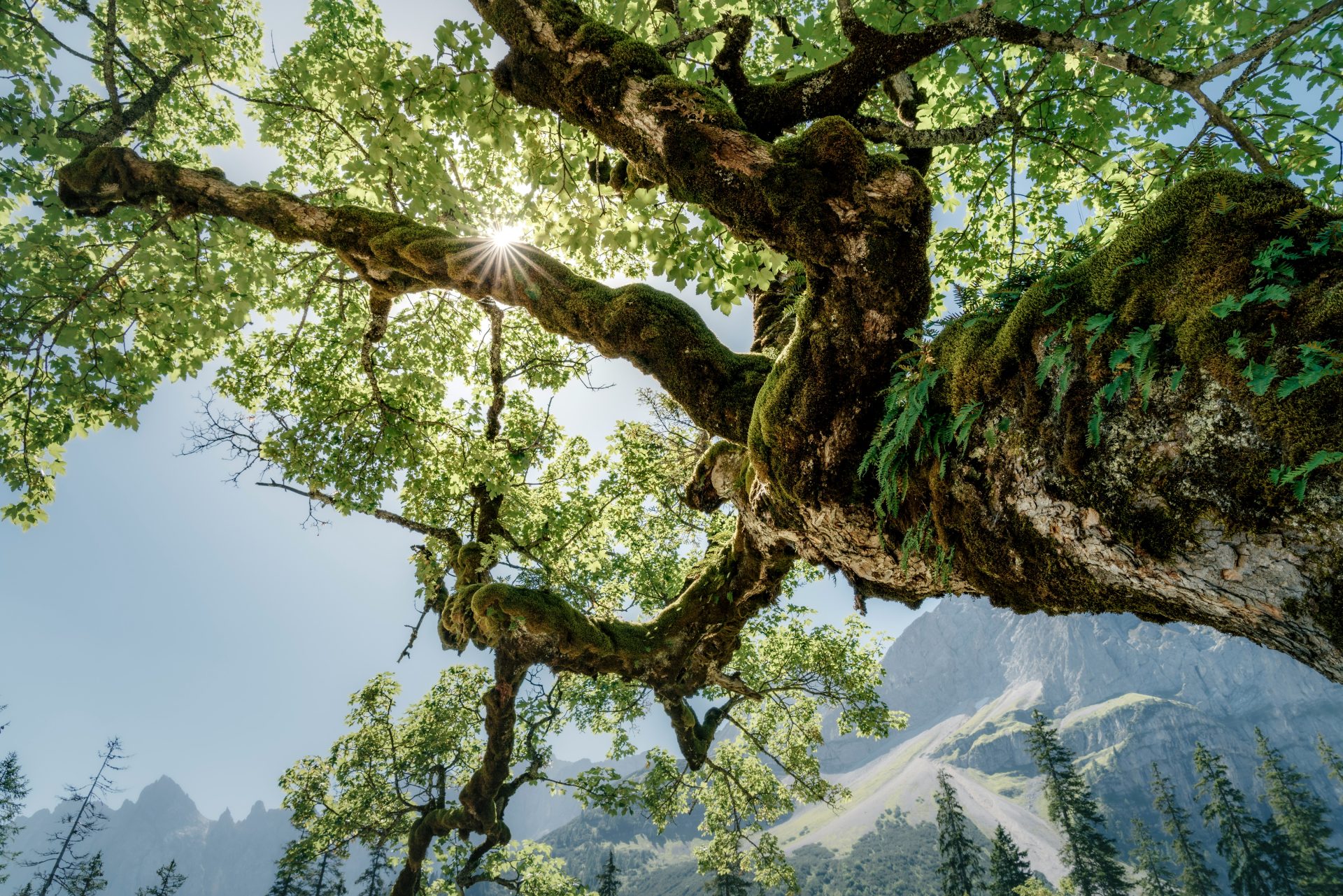 Nature views